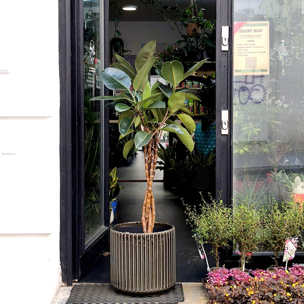 Ficus elastika Abidjan