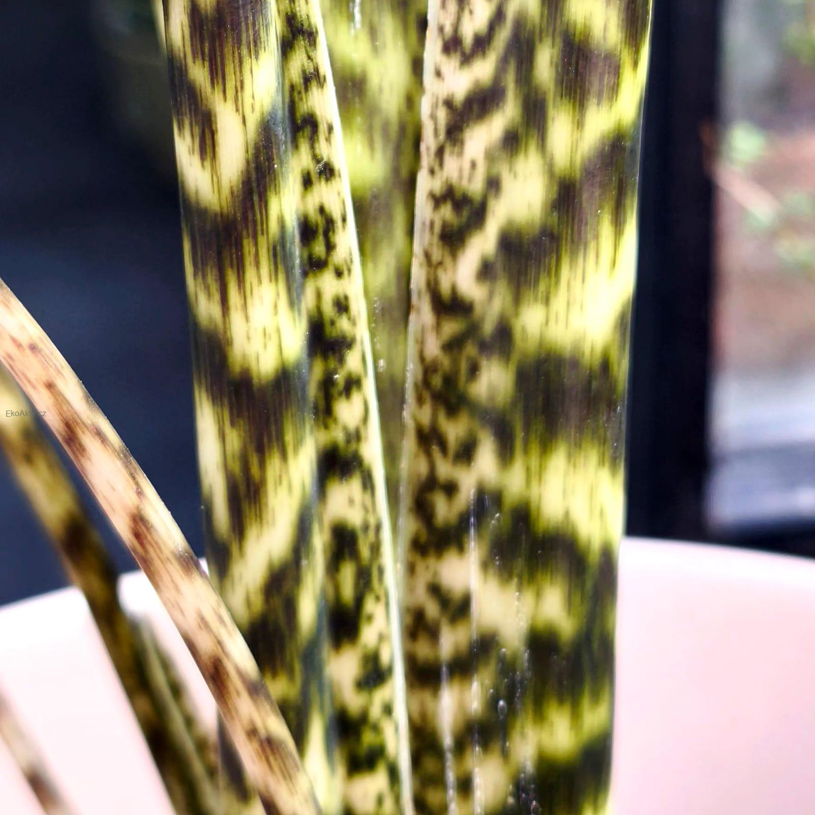 Alocasia zebrina Tigrina superba