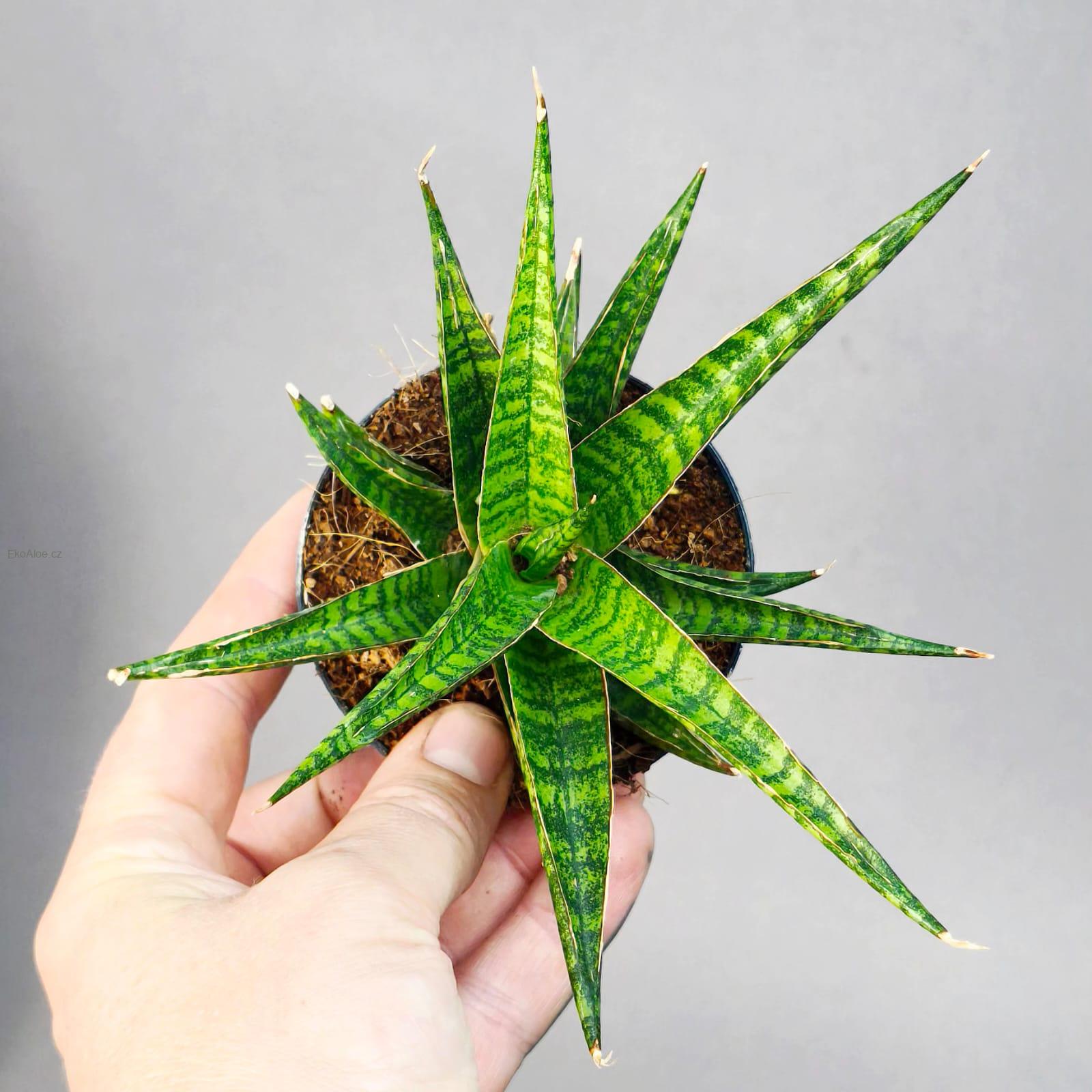 Sansevieria Hybrid Renjana