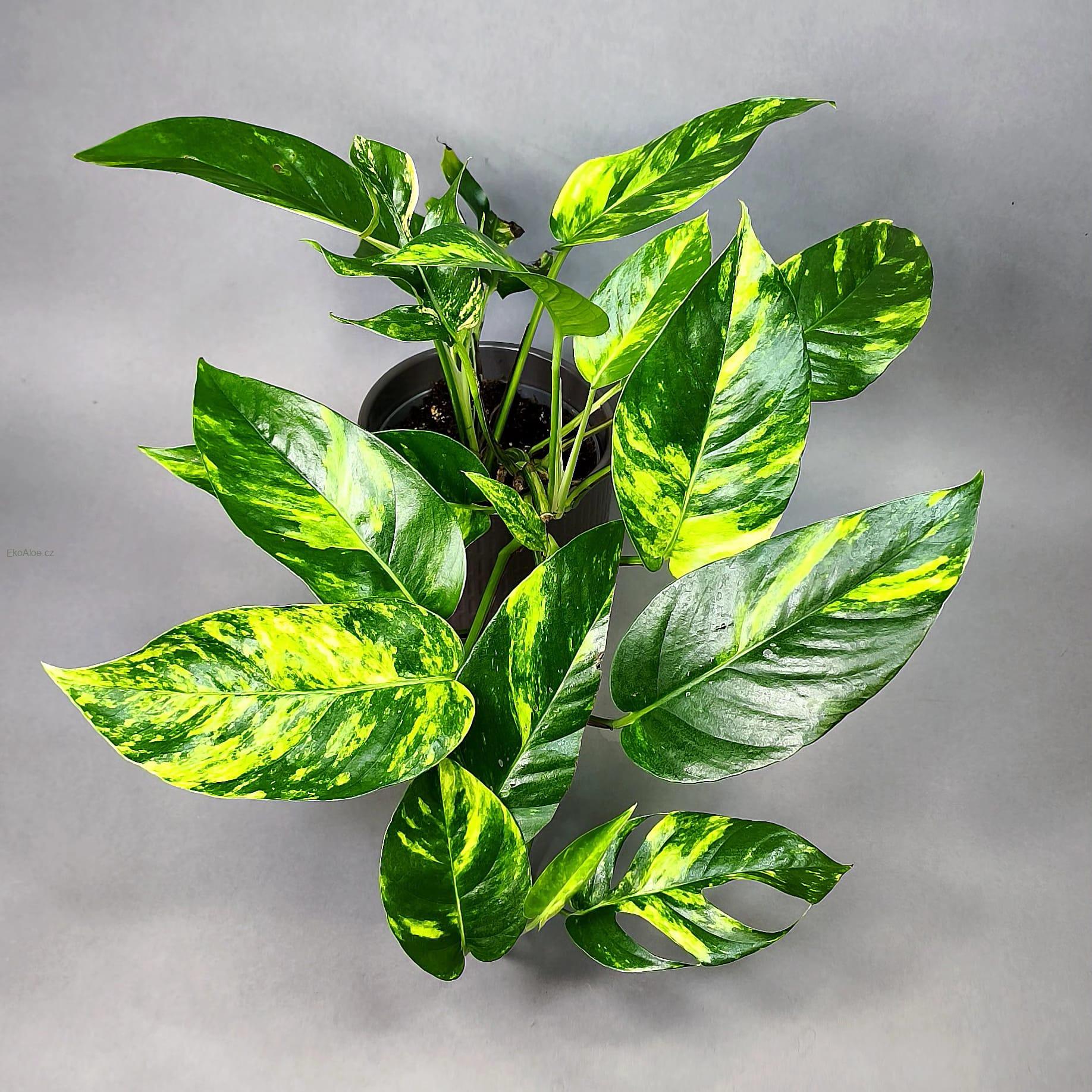 Epipremnum pinnatum Cintho Goldfinger