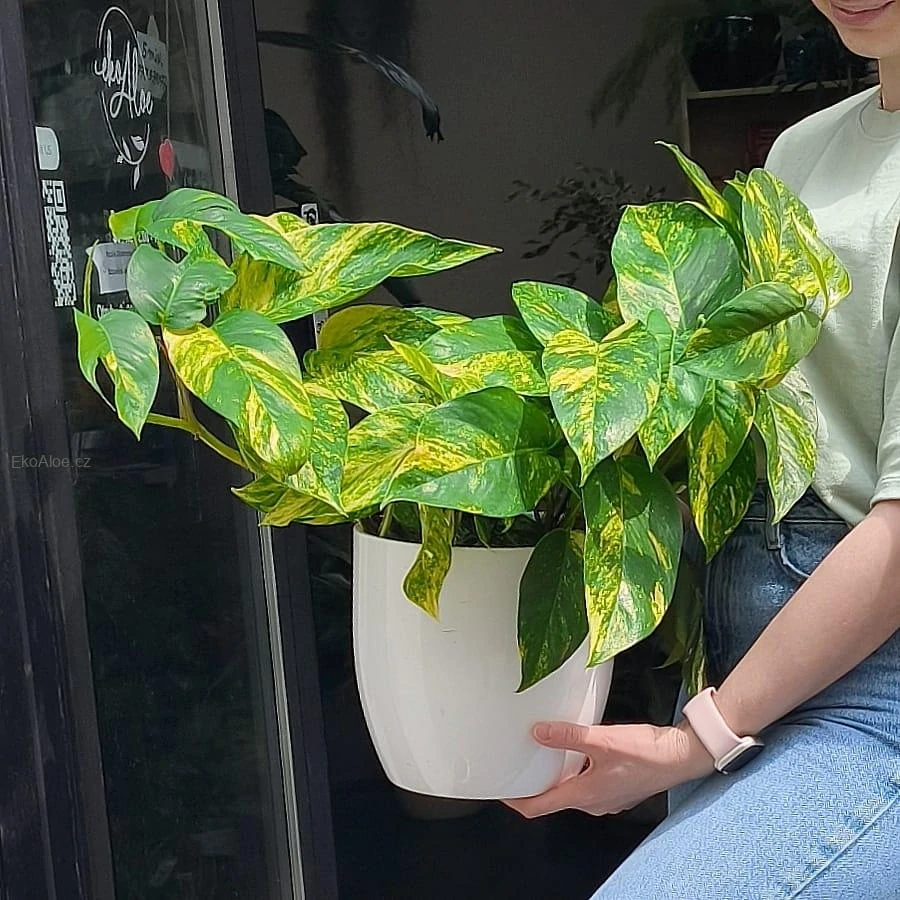 Epipremnum pinnatum Cintho Goldfinger