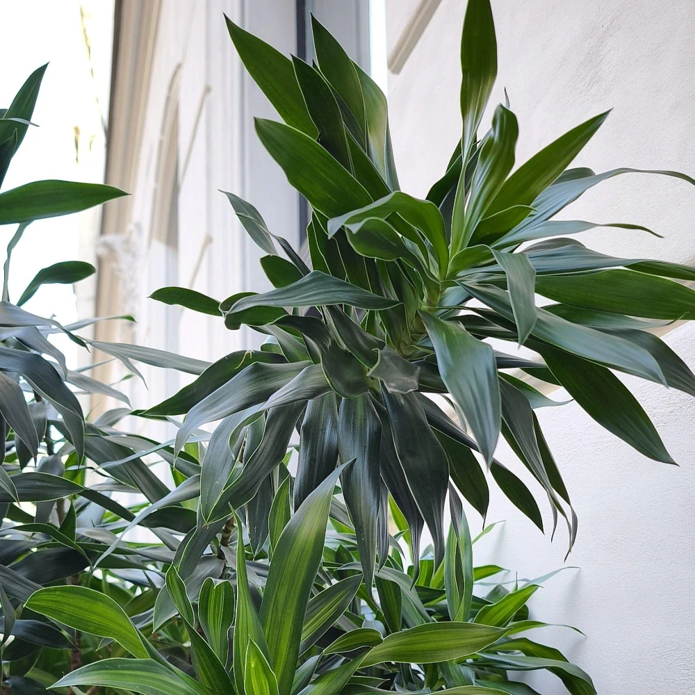 Dracaena reflexa song of jamaica