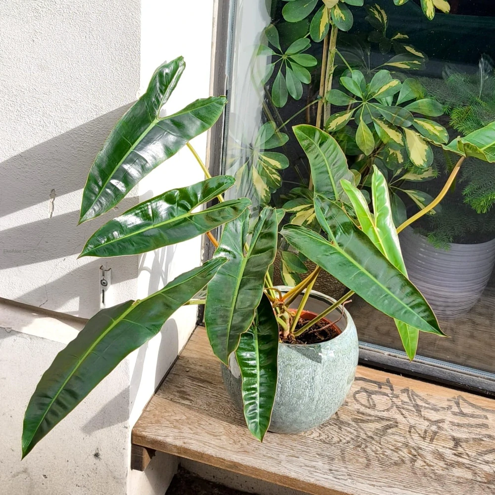 Philodendron Billietiae