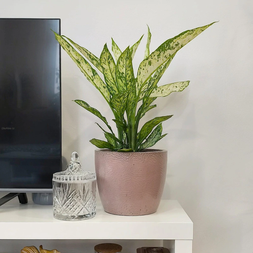 Diefenbachia Vesuvius XL