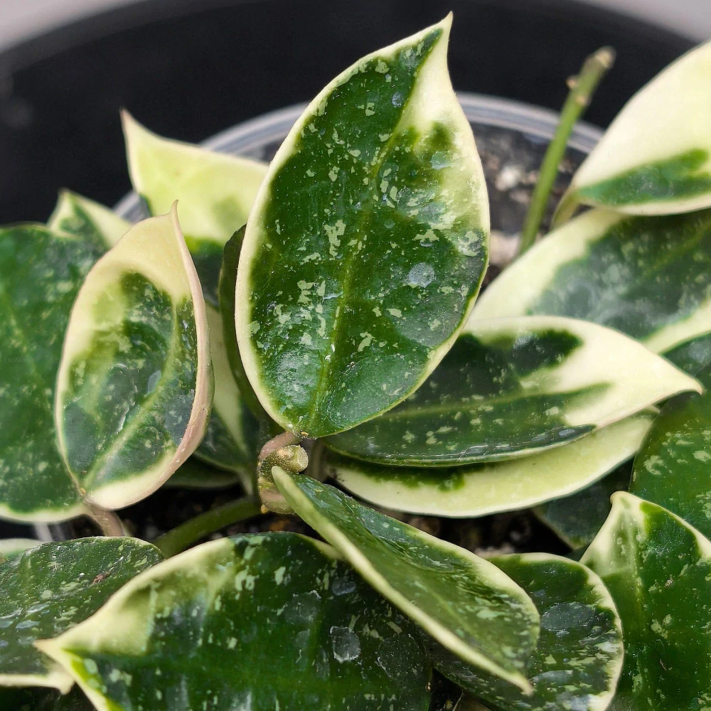 Hoya lacunosa 'Asami' splash