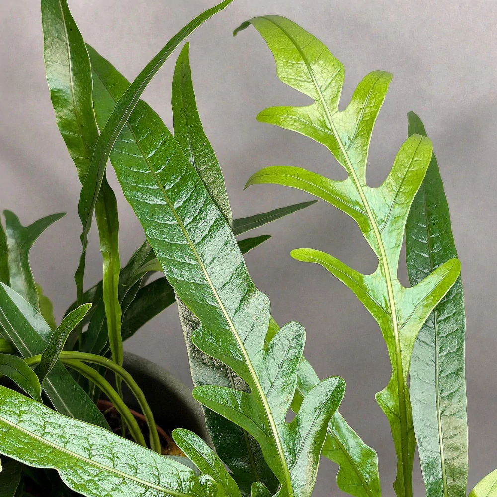 Aglaomorpha Snake Leaf