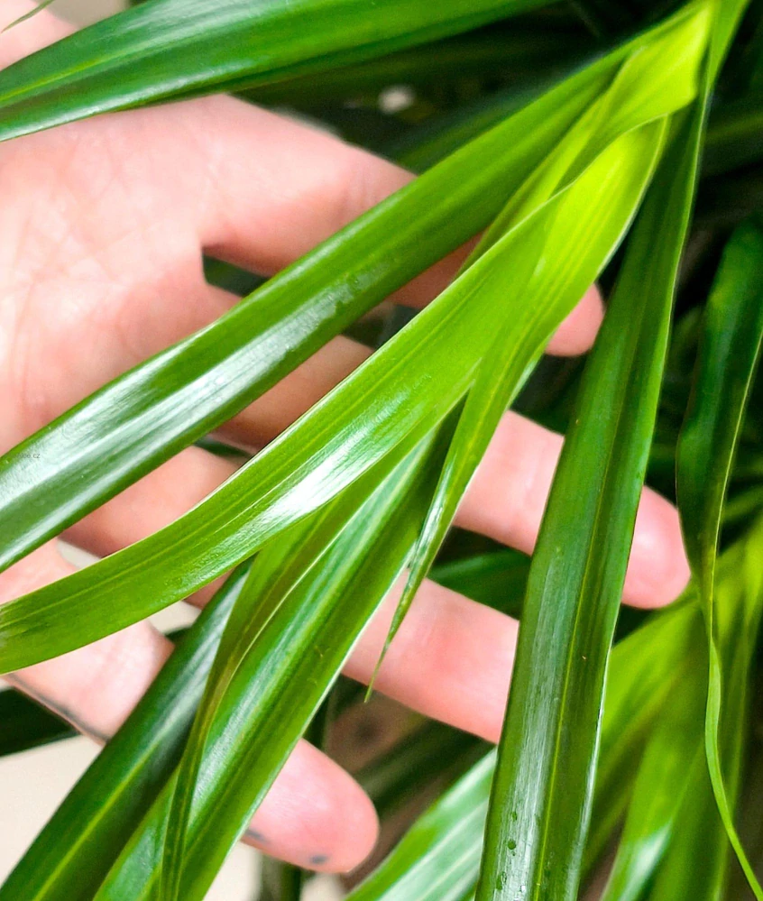 Dracaena Anita - Dračí strom 