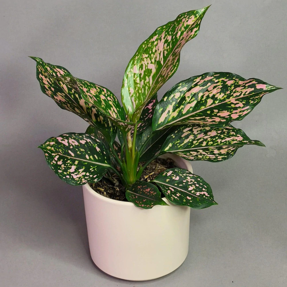 Aglaonema commutatum Schott
