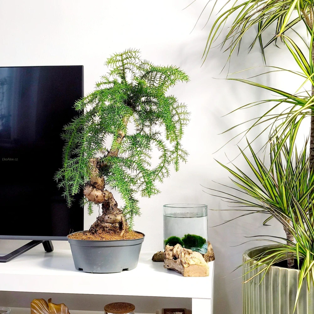 Araucaria Cunninghamii Bonsai