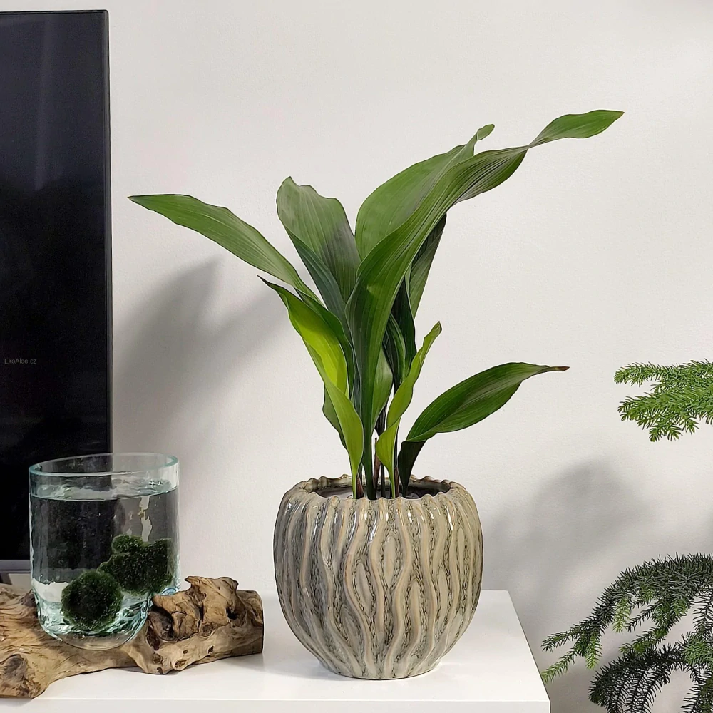Aspidistra elatior. Kořenokvětka