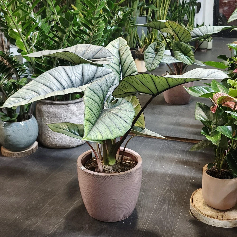 Alocasia Platinum XXL