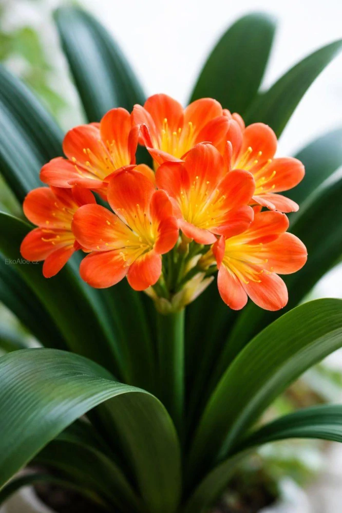 Clivia miniata