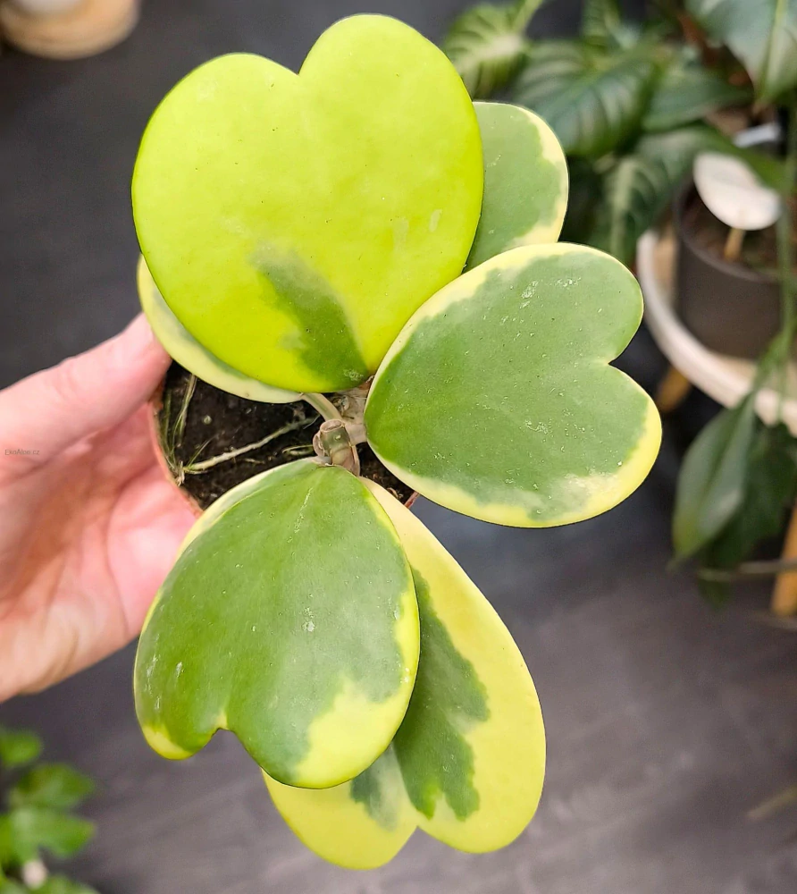 Hoya kerrii Albomarginata