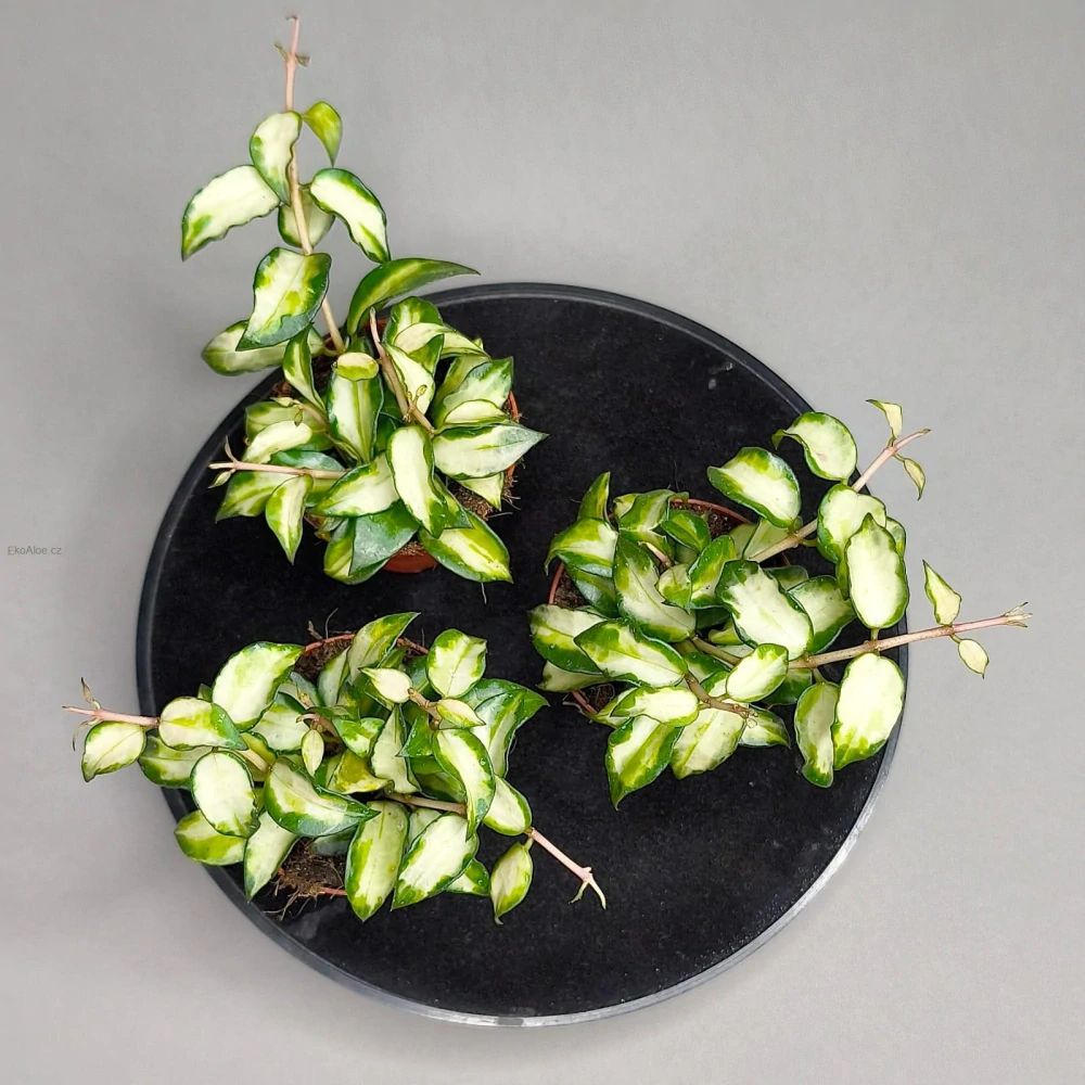 Hoya lacunosa sp.Bruno