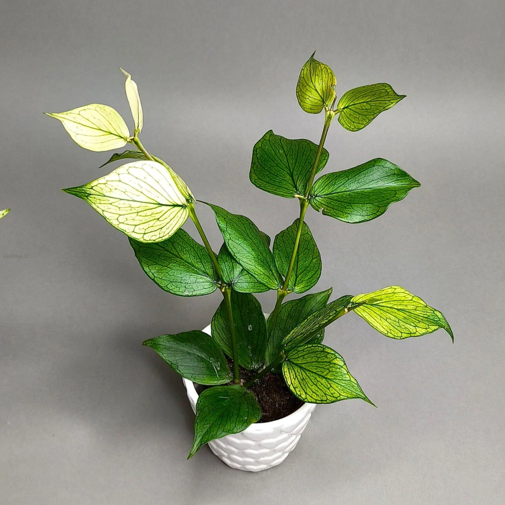 Hoya Polyneura fishtail