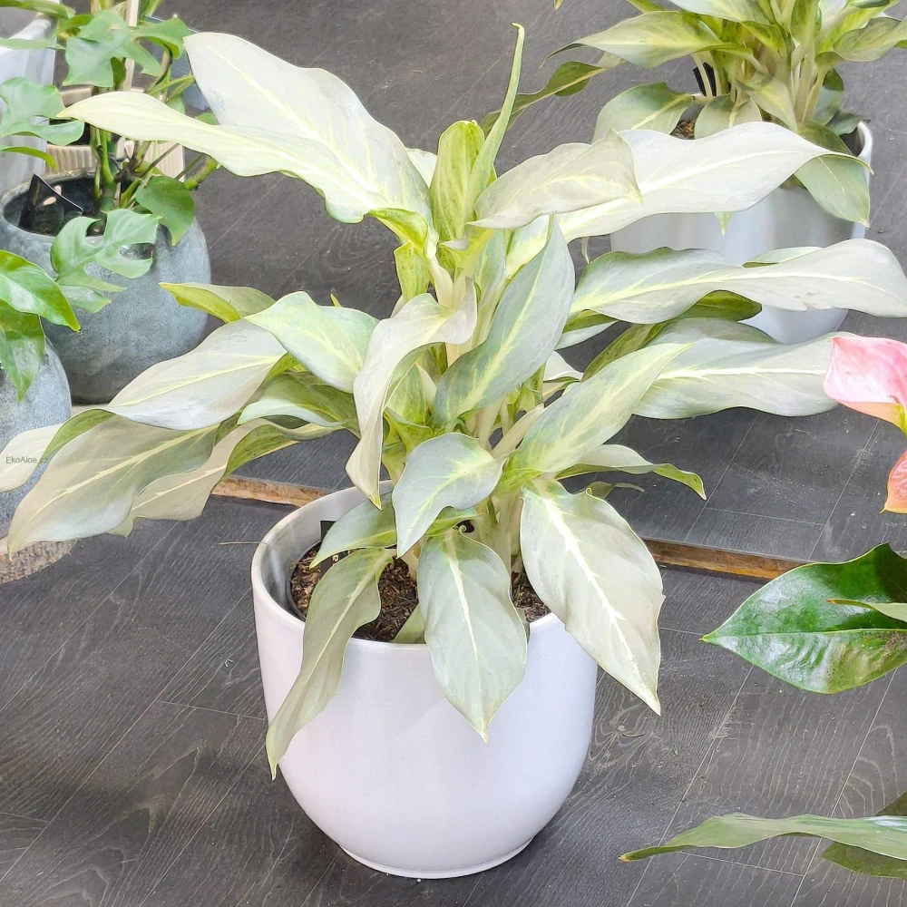 Aglaonema Ghost