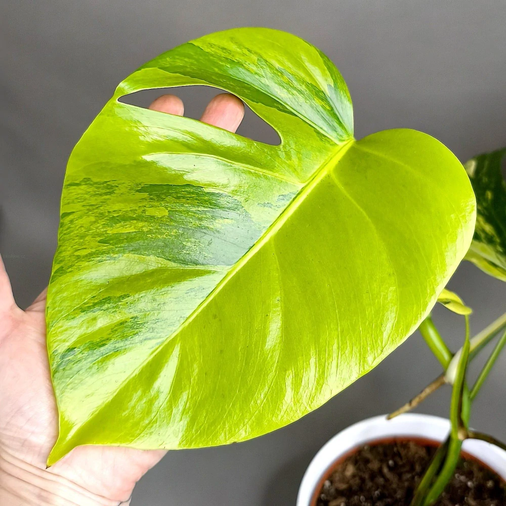 Monstera Aurea (Marmorata)