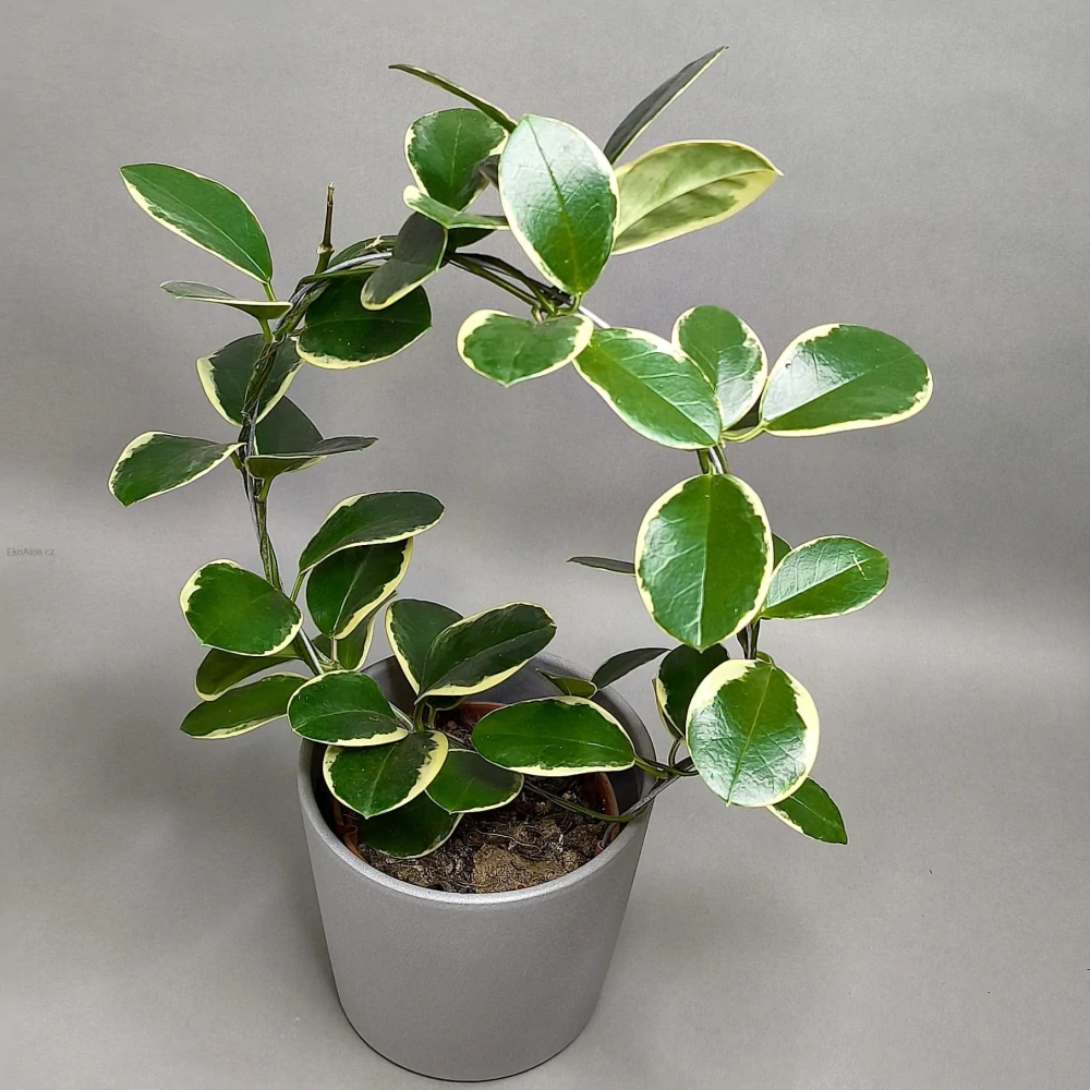 Hoya Australis albomarrginata Blondie