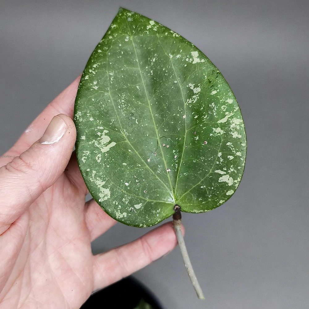 Hoya Glabra giant Splash řízek k zakořenění.
