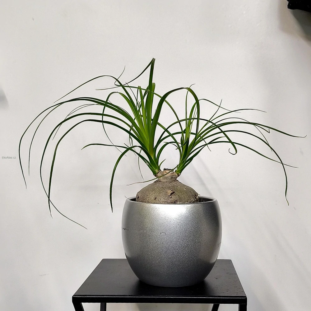 Bokarnea tlustokmenná, Nolina, Sloní noha větvená