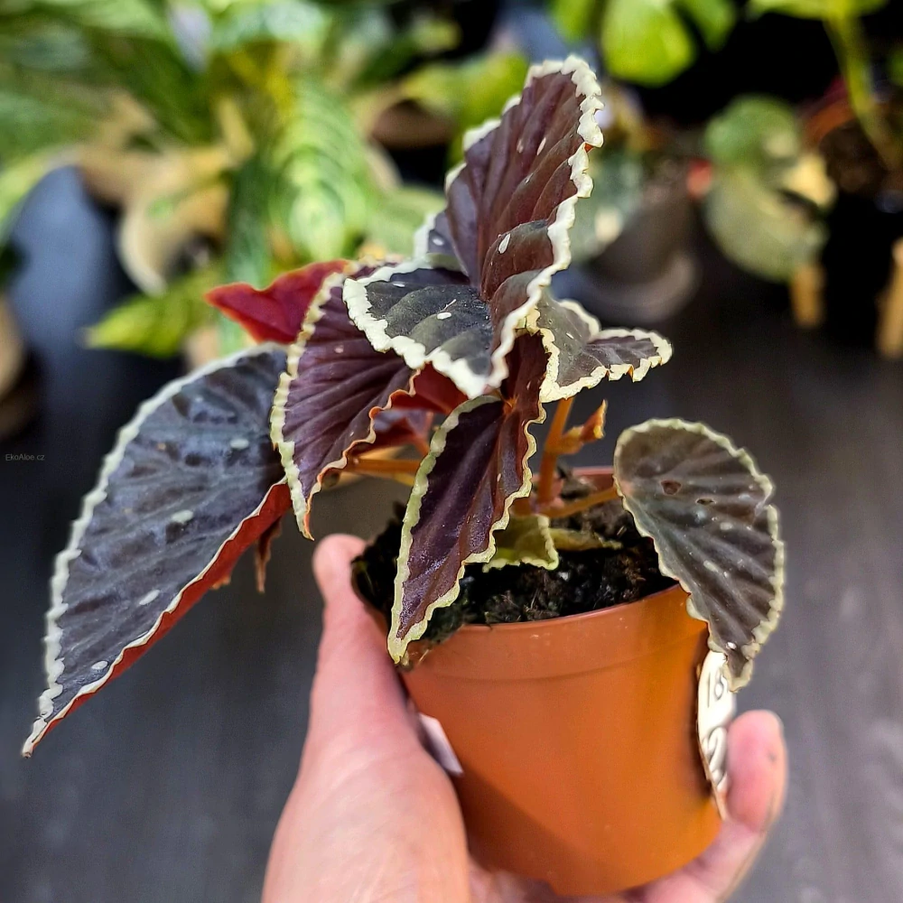 Begonia darthvaderiana