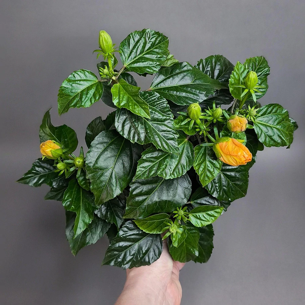 Hibiscus rosa-sinensis ‘Orange’ (ibišek)