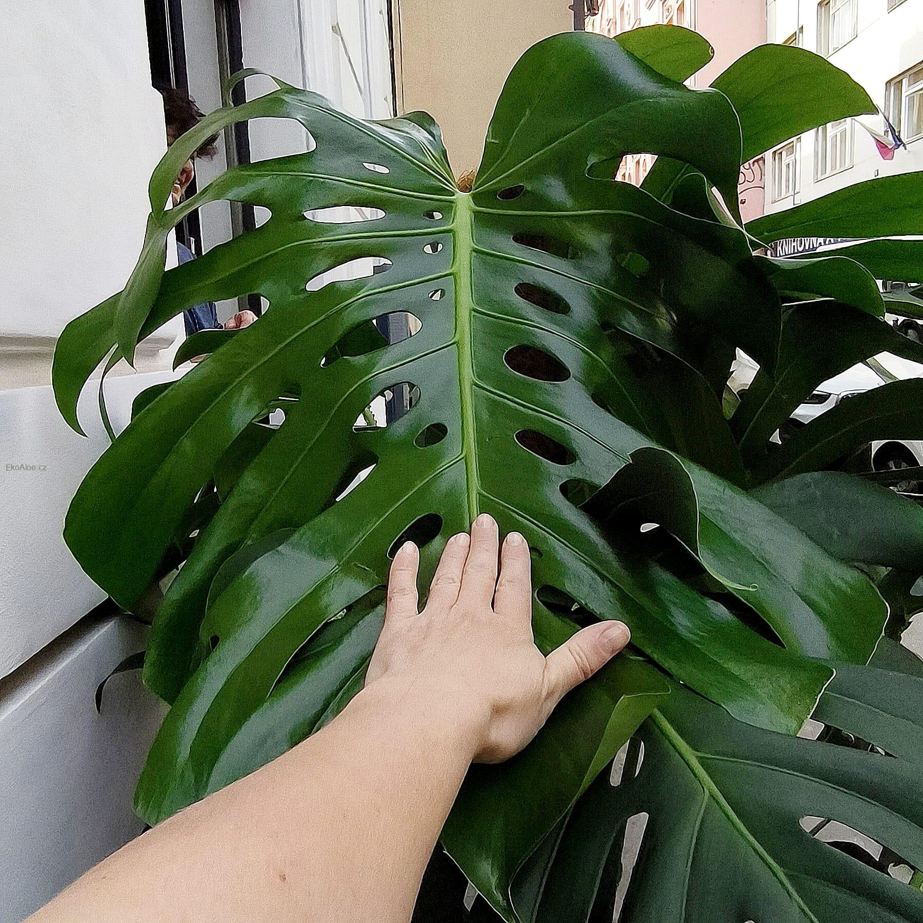 Monstera deliciosa Liebm XXL