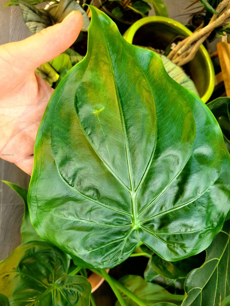 Alocasia Cucullata