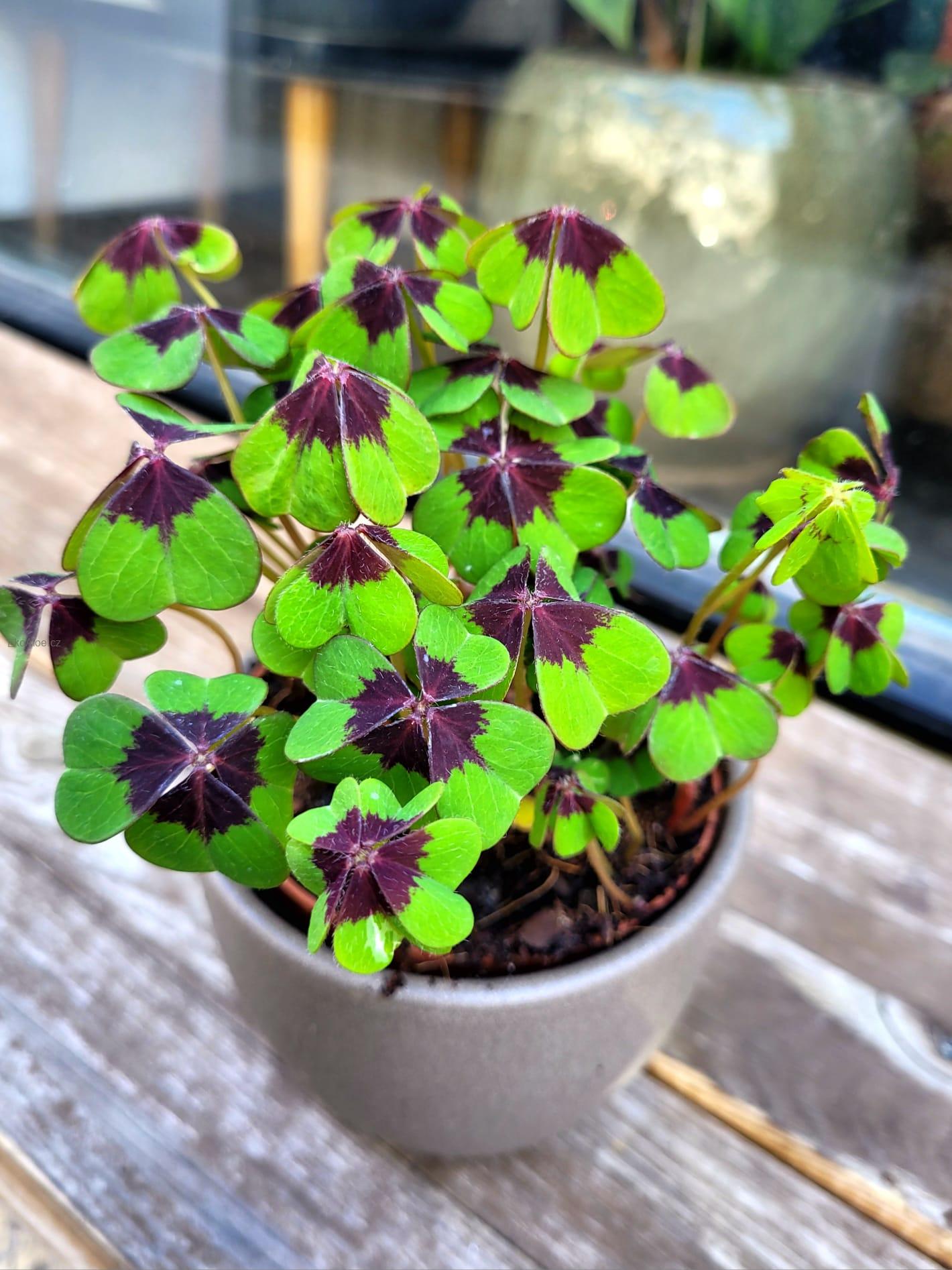 Oxalis deppei Geluk Engels