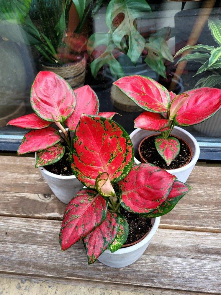 Aglaonema Lucky Red