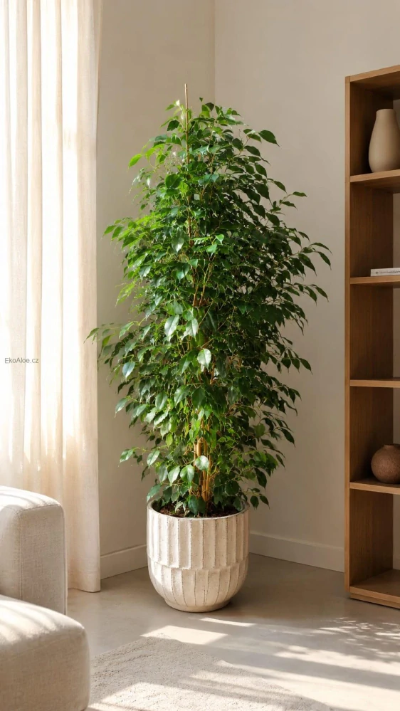 Ficus Benjamina Danielle XXL