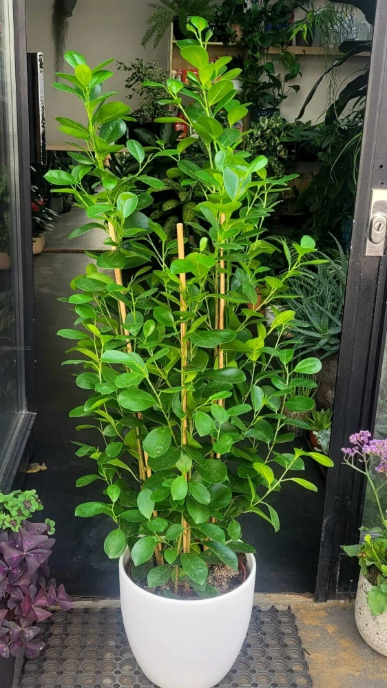 Ficus microcarpa Moclame