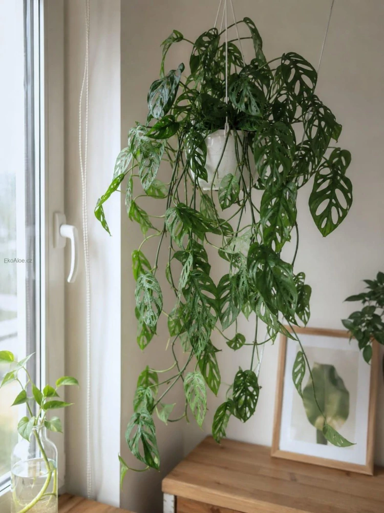 Monstera adansonii v závěsu