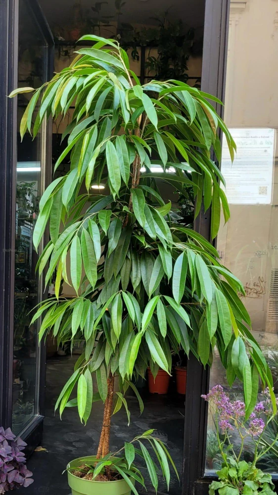 Ficus binnendjikii Amstel King XXL