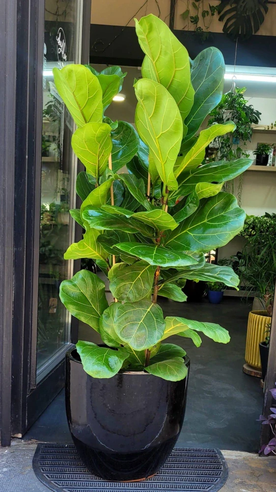 Ficus Lyrata XL