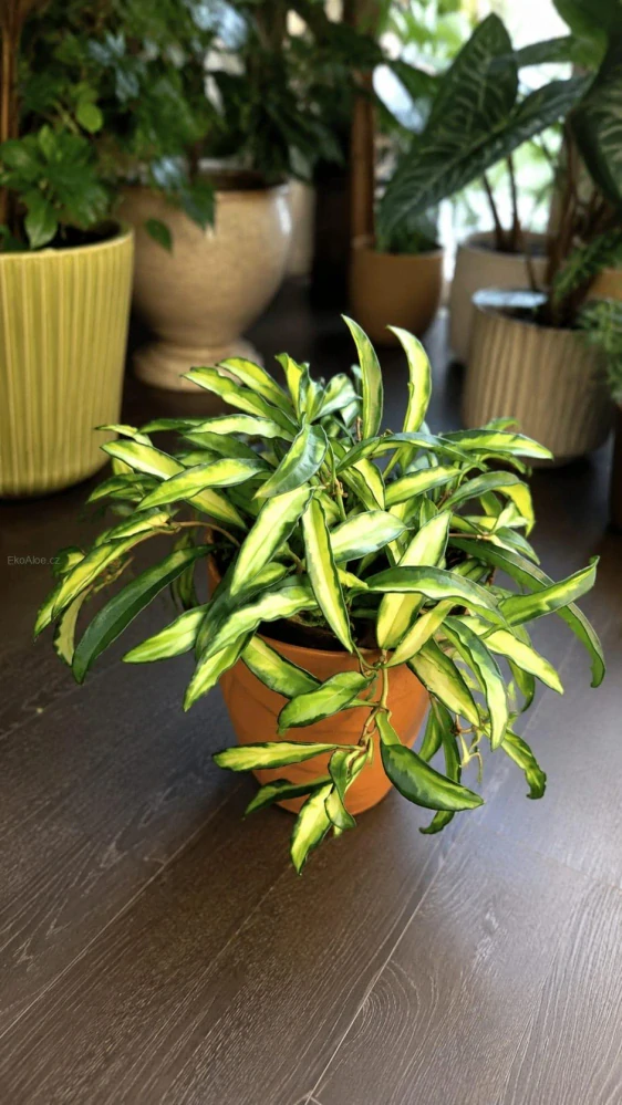 Hoya Wayetii tricolor