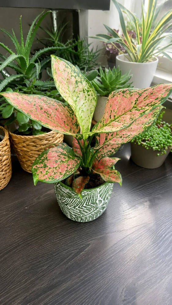 Aglaonema Crimson Love
