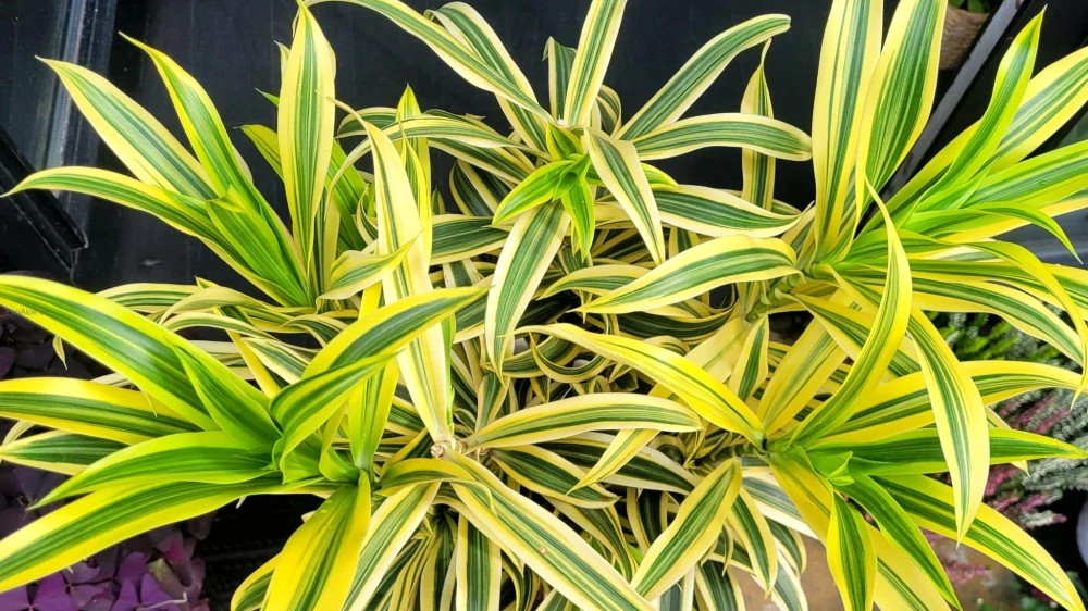 Dracaena fragrans Song of India twisted