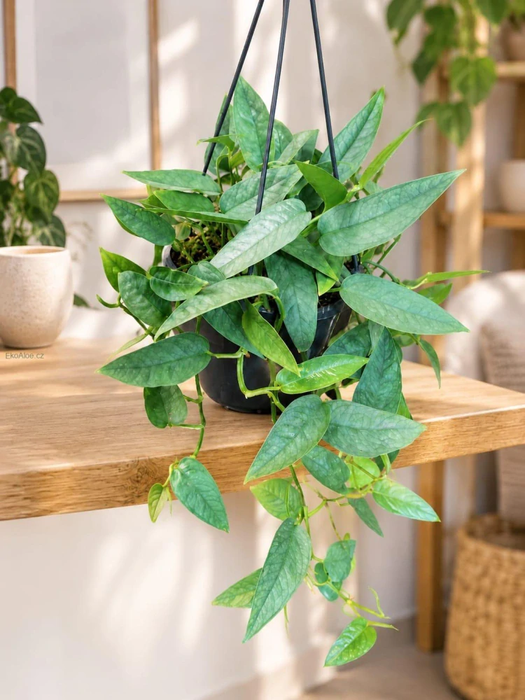 Epipremnum pinnatum Cebu blue v závěsu