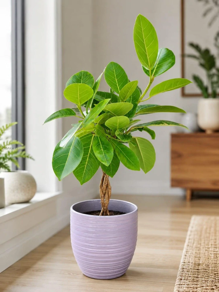 Ficus altissima Variegata – Twisted