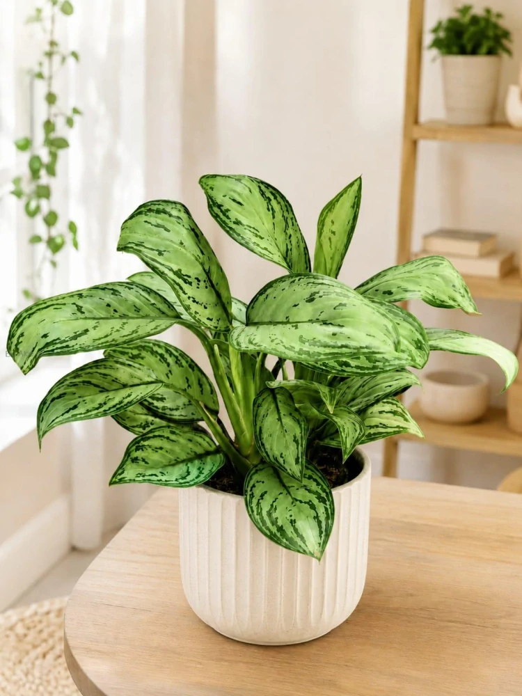 Aglaonema Maria Christina
