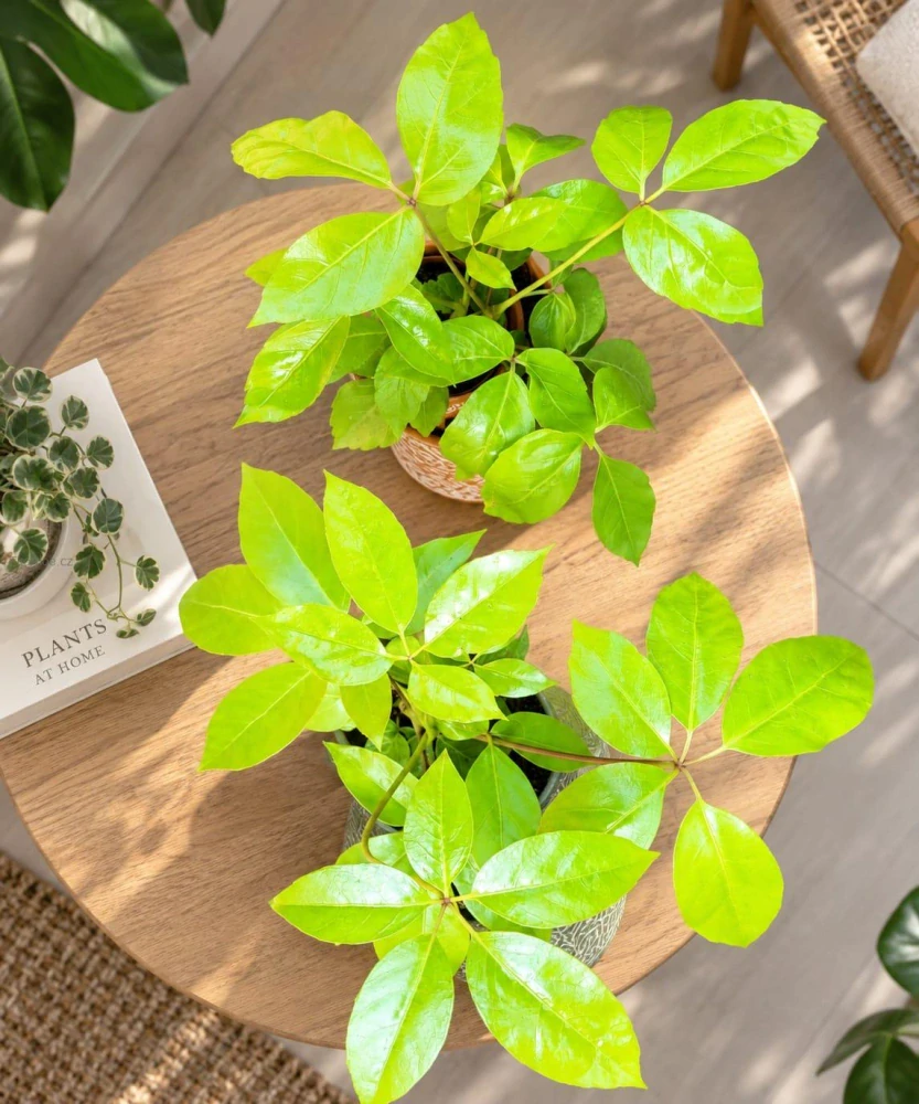 Schefflera actinophylla Amate Soleil