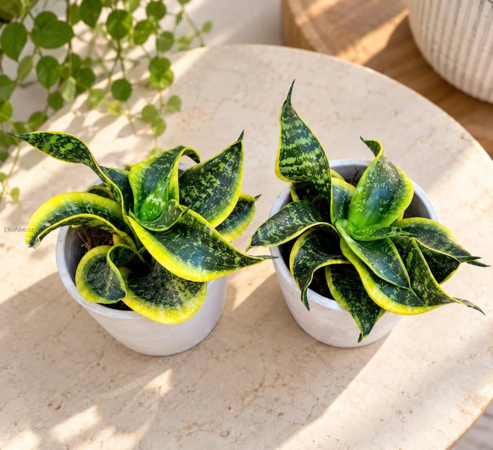 Sansevieria trifasciata Twisted Sister