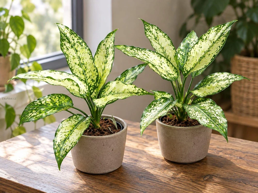 Aglaonema Spring Snow
