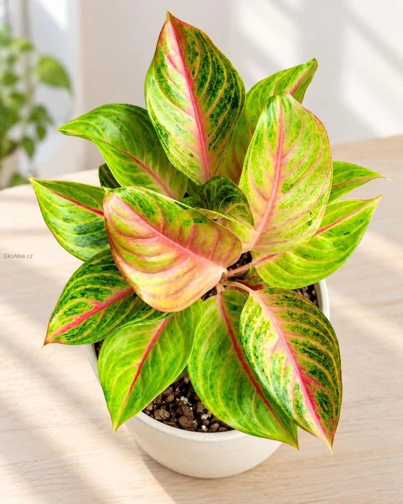 Aglaonema Iguana red