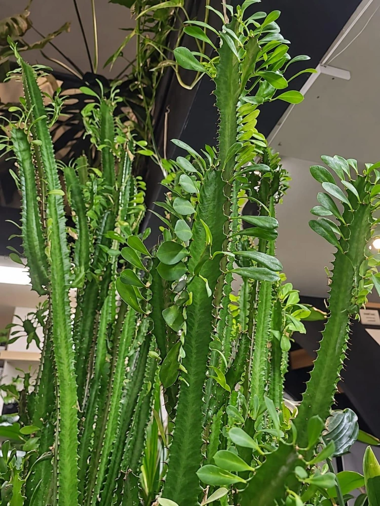 Euphorbia trigona XXL