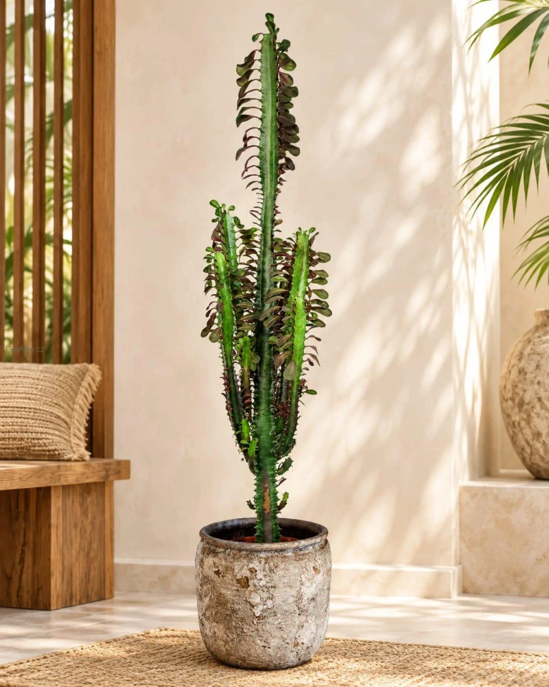 Euphorbia trigona 'Rubra' – Pryšec trojhranný