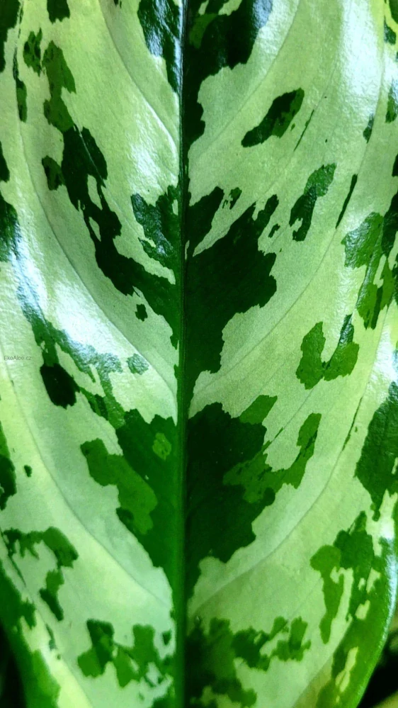 Aglaonema Miss Juliette XL