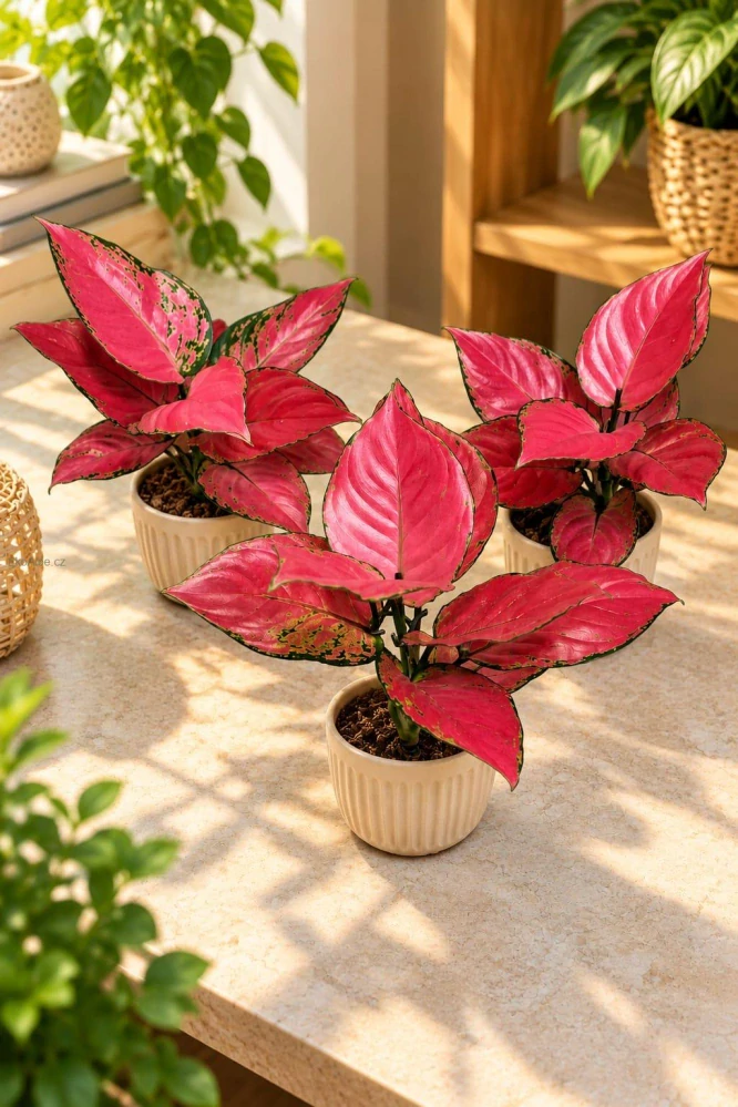 Aglaonema Red Anjamani