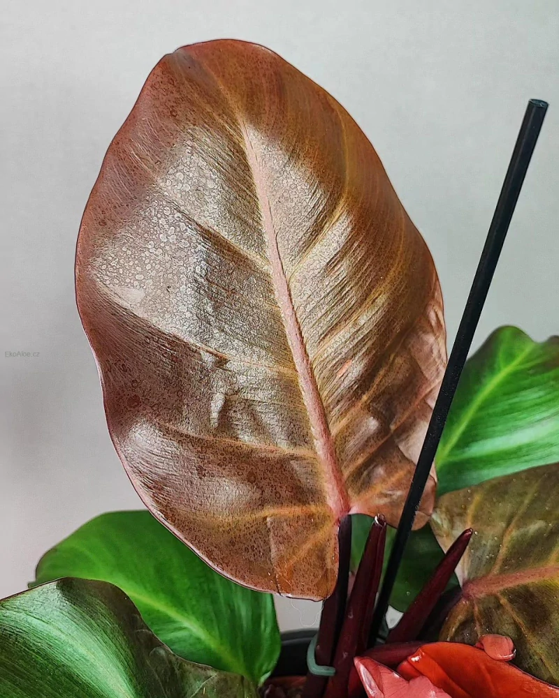 Philodendron erubescens Red cherry